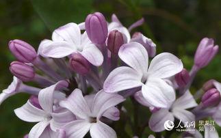 丁香五月国产,国产生态的生机盎然  第2张