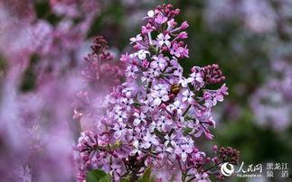 丁香五月国产,国产生态的生机盎然  第3张