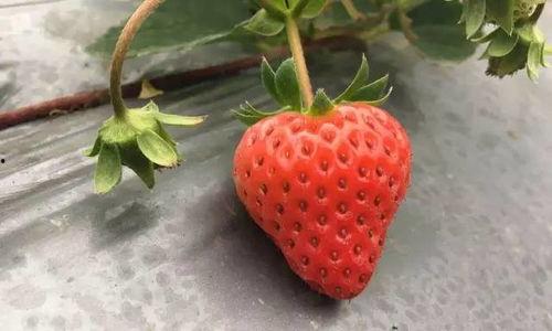 国产视频草莓,甜蜜滋味，映照时代光影  第2张